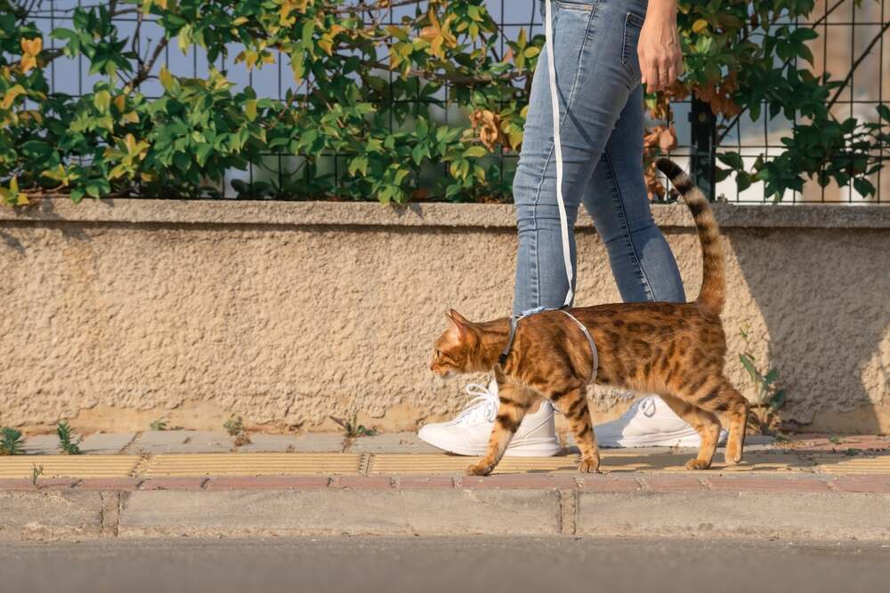 promenade chat