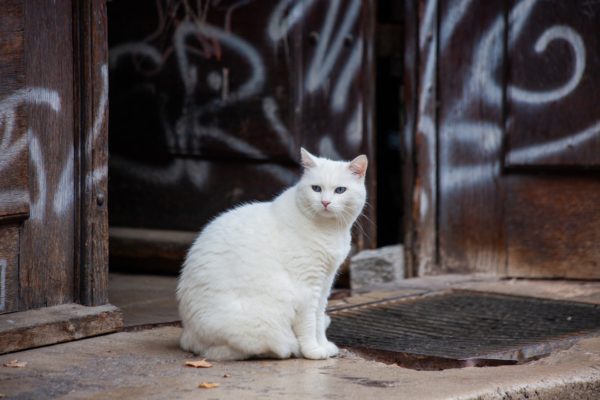 3 différents types de Vermifuges pour Chat