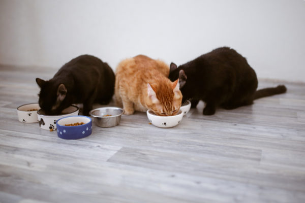 Meilleurs conseils pour assurer l’alimentation de votre chat