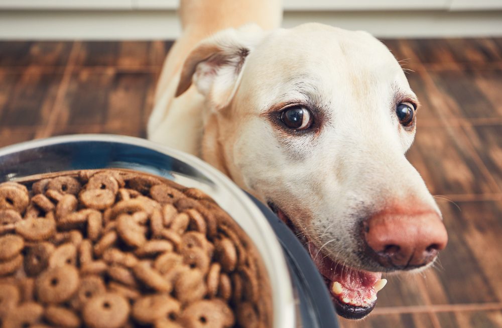 Tout savoir sur l'alimentation de son chien