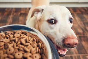 Tout savoir sur l'alimentation de son chien