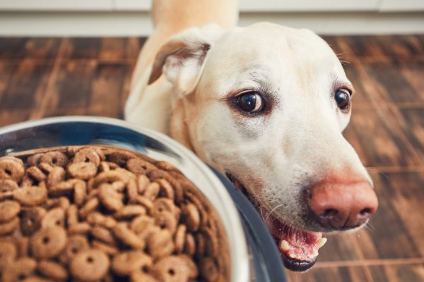 Tout savoir sur l’alimentation de son chien