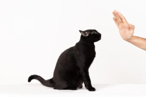 dresser un chat