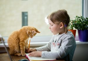 6 conseils d'apprentissage pour éduquer un chaton