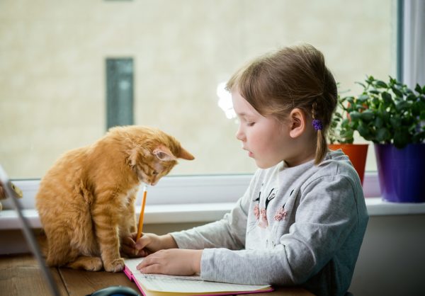 6 conseils d’apprentissage pour éduquer un chaton