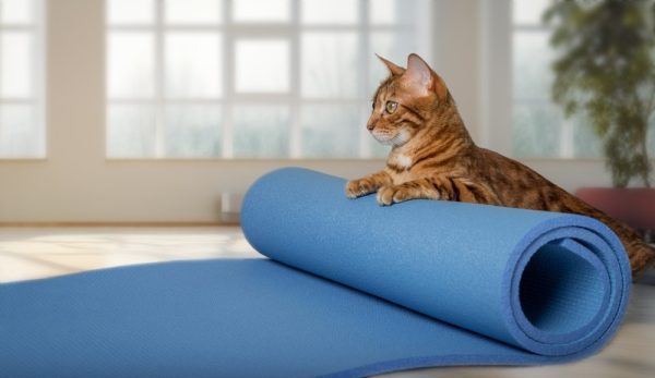 Les activités physiques pour stimuler votre chat et prévenir le surpoids