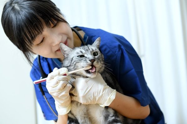 Soins dentaires pour chats : Guide pratique des bonnes pratiques et conseils vétérinaires